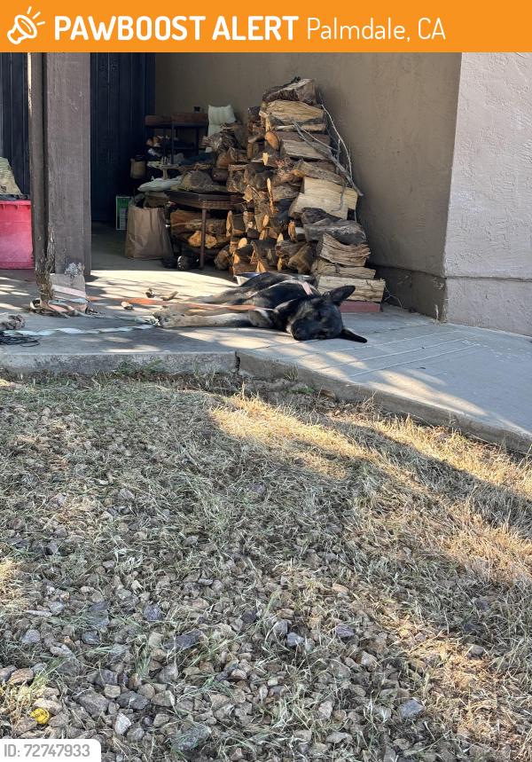 Found/Stray Male Dog last seen Near 3rd st east, Palmdale, CA 93550
