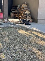 Found/Stray Male Dog last seen Near 3rd st east, Palmdale, CA 93550
