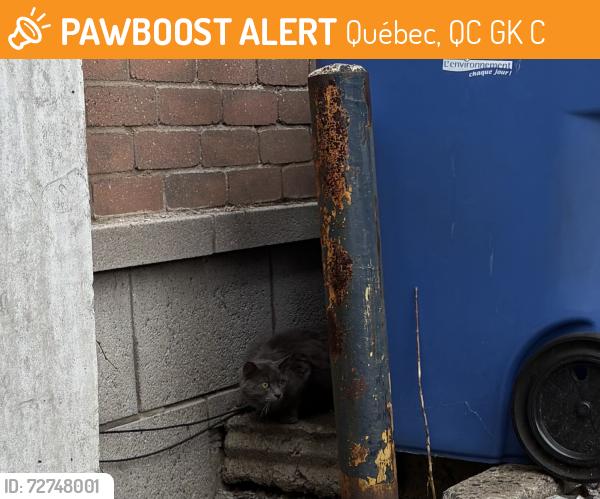 Found/Stray Unknown Cat last seen Dans le stationnement du Backboys , Québec, QC G1K 6C8