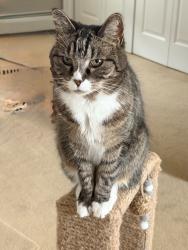 Lost Female Cat last seen My backyard Queen Lily Road, Levittown, PA 19057