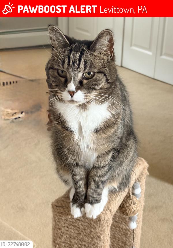 Lost Female Cat last seen My backyard Queen Lily Road, Levittown, PA 19057
