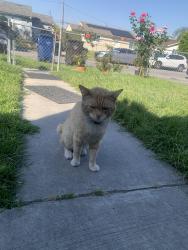 Found/Stray Male Cat last seen River Bed, Pico Rivera, CA 90660