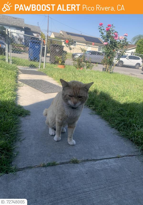 Found/Stray Male Cat last seen River Bed, Pico Rivera, CA 90660