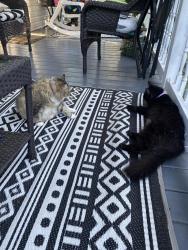 Lost Male Cat last seen 6 mile post road, Rocky Mount, VA 24151