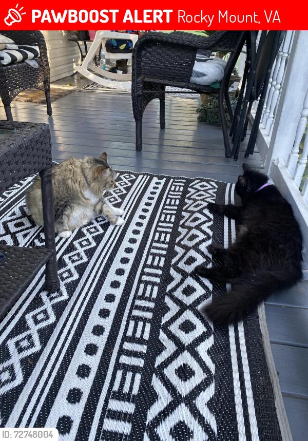 Lost Male Cat last seen 6 mile post road, Rocky Mount, VA 24151