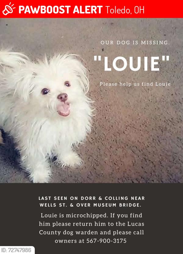 Lost Male Dog last seen Collingwood, Art Museum. Old West End Area, Downtown Areas , Toledo, OH 43604