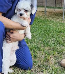 Lost Male Dog last seen Duck Creek and colonel, Garland, TX 75043
