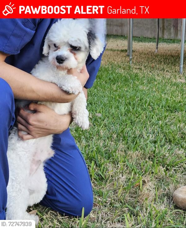 Lost Male Dog last seen Duck Creek and colonel, Garland, TX 75043