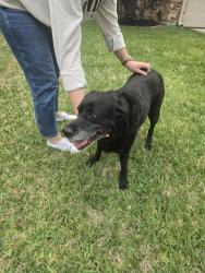 Found/Stray Male Dog last seen Pebble Lake Drive, Houston, TX 77095