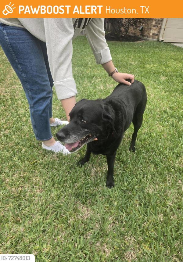 Found/Stray Male Dog last seen Pebble Lake Drive, Houston, TX 77095