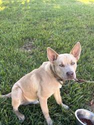 Found/Stray Male Dog last seen Adlong Johnson Rd, Dayton, TX 77535