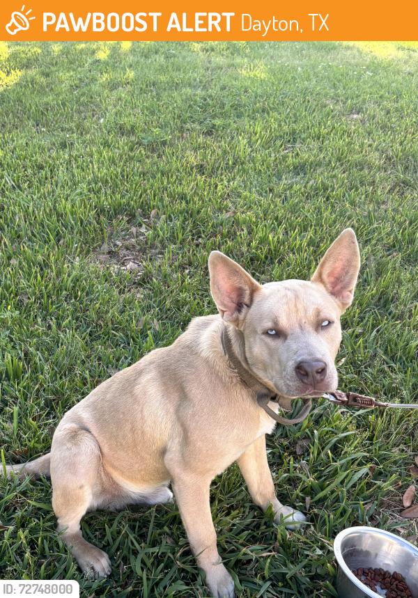 Found/Stray Male Dog last seen Adlong Johnson Rd, Dayton, TX 77535