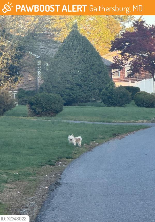 Found/Stray Unknown Dog last seen Virginia Drive and Alden Avenue, Gaithersburg, MD 20877