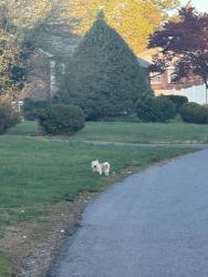 Found/Stray Unknown Dog last seen Virginia Drive and Alden Avenue, Gaithersburg, MD 20877