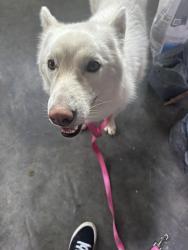Found/Stray Male Dog last seen Hwy 36 near Slaughter’s Farm , Kingsport, TN 37663