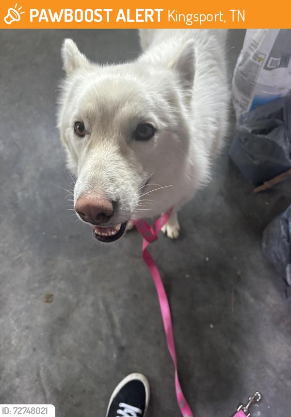 Found/Stray Male Dog last seen Hwy 36 near Slaughter’s Farm , Kingsport, TN 37663
