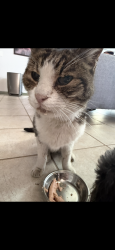 Lost Male Cat last seen Marconi/37th lane , Phoenix, AZ 85053