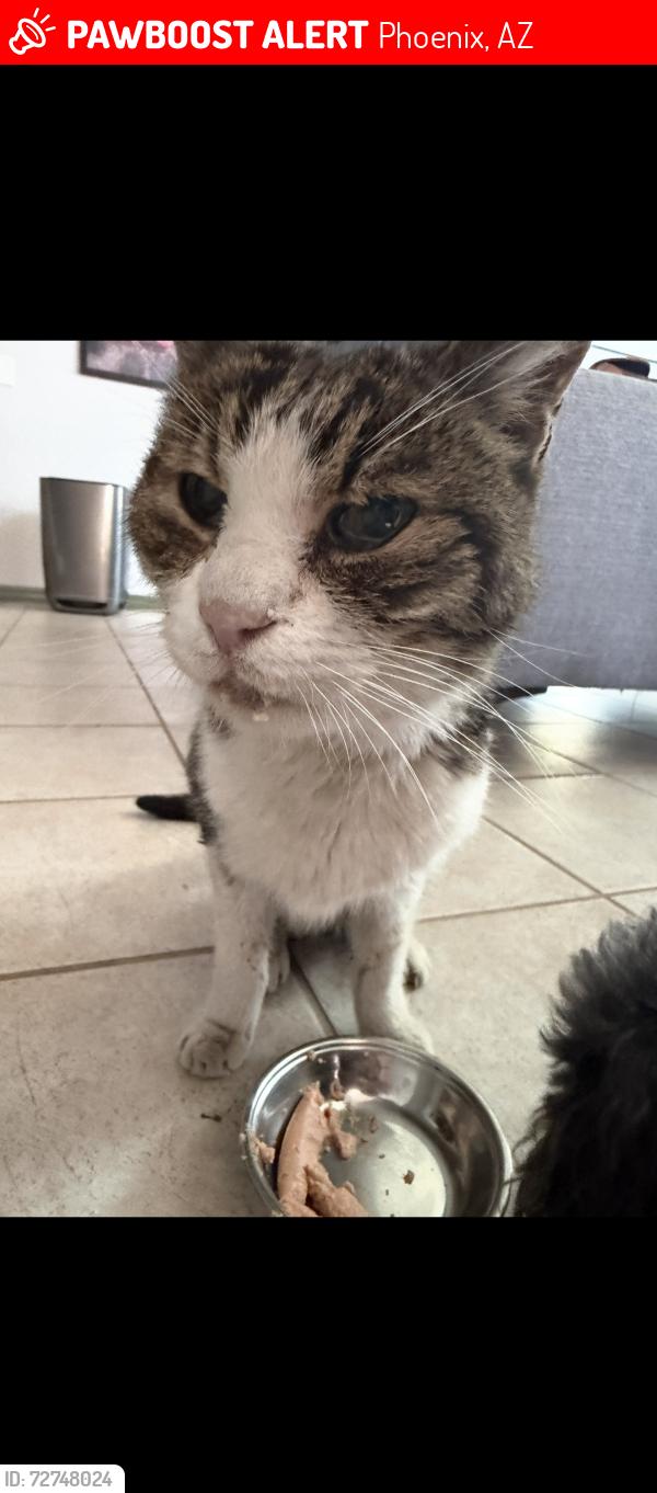 Lost Male Cat last seen Marconi/37th lane , Phoenix, AZ 85053