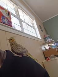 Lost Unknown Bird last seen Stokes ferry Rd by lentz general store , Salisbury, NC 28146