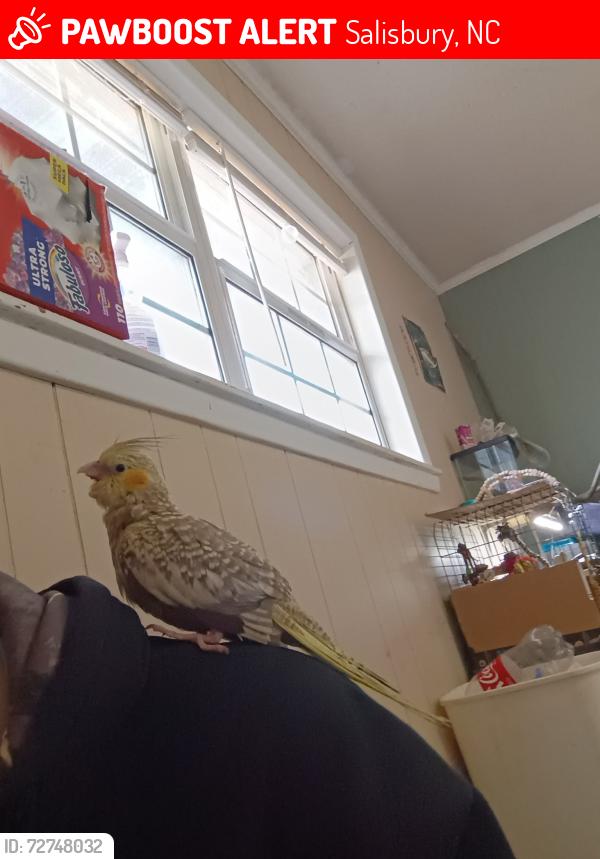Lost Unknown Bird last seen Stokes ferry Rd by lentz general store , Salisbury, NC 28146