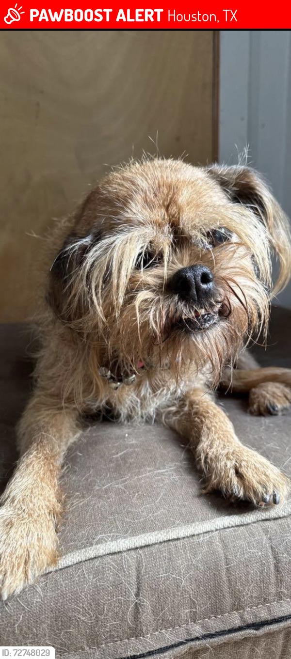 Lost Female Dog last seen Michaux , Houston, TX 77009