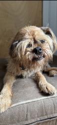 Lost Female Dog last seen Michaux , Houston, TX 77009