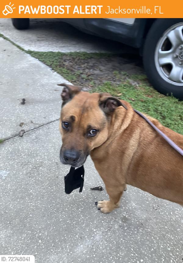 Found/Stray Male Dog last seen Ricker and melvin, Jacksonville, FL 32210