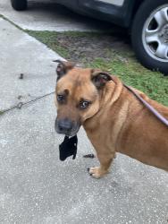 Found/Stray Male Dog last seen Ricker and melvin, Jacksonville, FL 32210