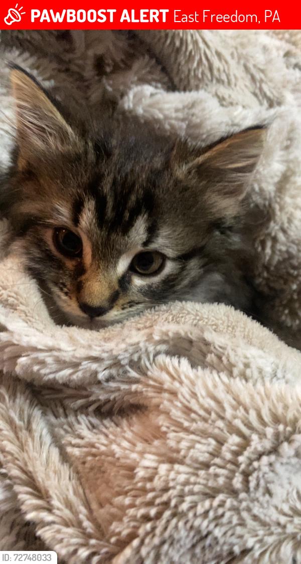 Lost Female Cat last seen Houtz drive , East Freedom, PA 16637