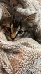 Lost Female Cat last seen Houtz drive , East Freedom, PA 16637