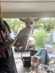 Found/Stray Female Dog last seen Near Dennis, Fort Worth, TX 76114