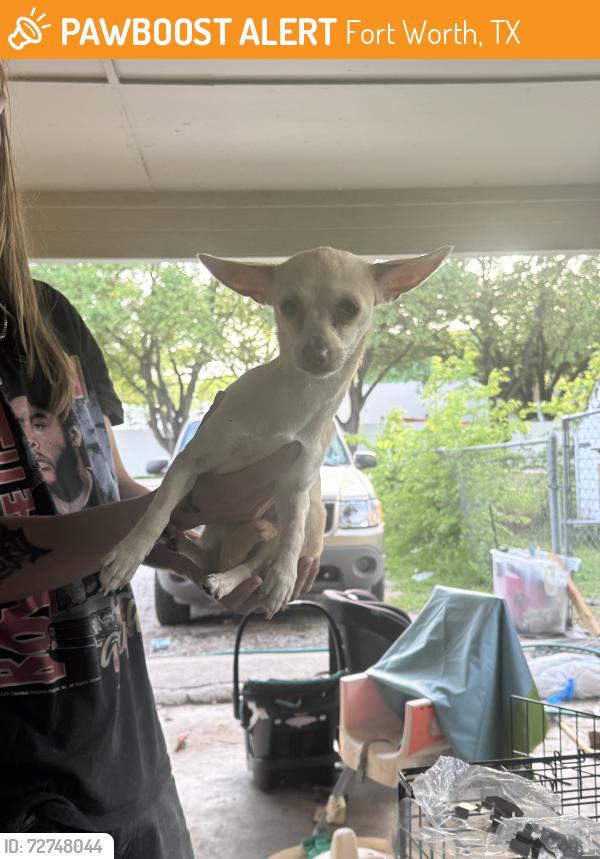 Found/Stray Female Dog last seen Near Dennis, Fort Worth, TX 76114