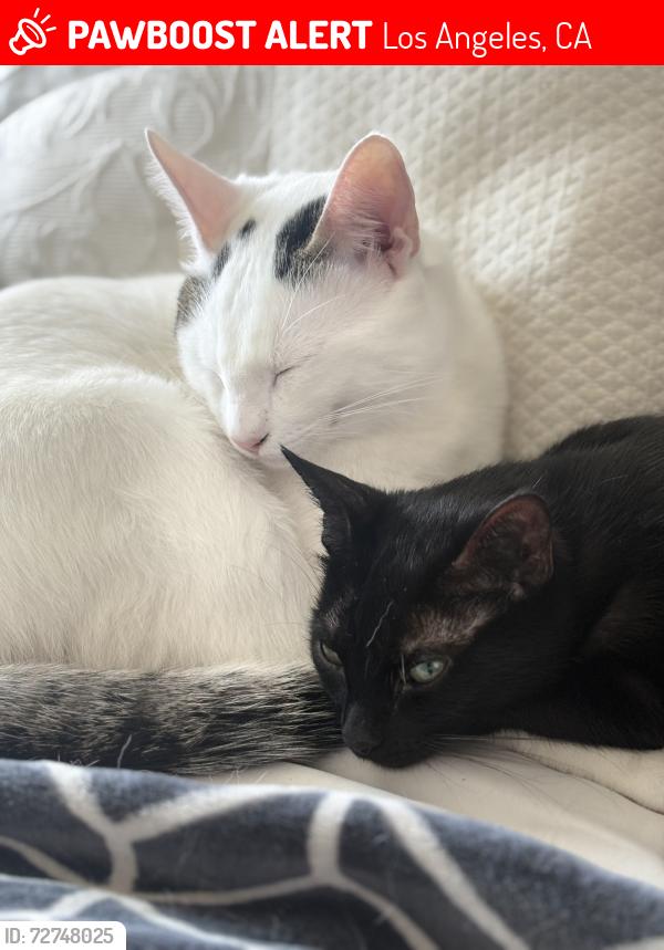 Lost Male Cat last seen Plummer Street and Woodley Avenue , Los Angeles, CA 91343