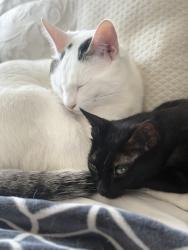 Lost Male Cat last seen Plummer Street and Woodley Avenue , Los Angeles, CA 91343