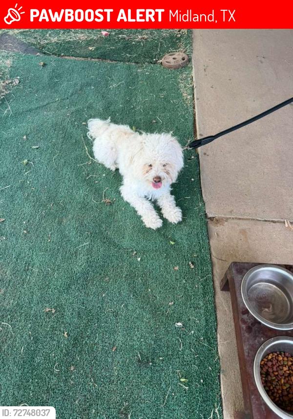 Lost Male Dog last seen Near Av Rankin Hwy, Midland, TX 79701