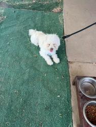 Lost Male Dog last seen Near Av Rankin Hwy, Midland, TX 79701