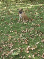 Lost Female Dog last seen Rte 62 right on Fulton/Baxter County Line, Gepp, AR 72538