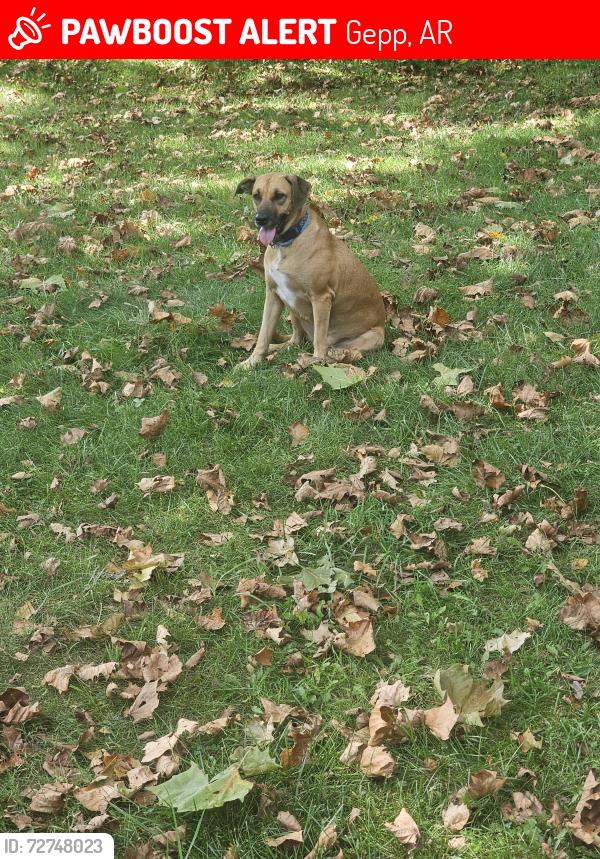 Lost Female Dog last seen Rte 62 right on Fulton/Baxter County Line, Gepp, AR 72538