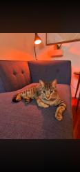 Found/Stray Male Cat last seen Meats ave and cambridge st, Orange, CA 92865