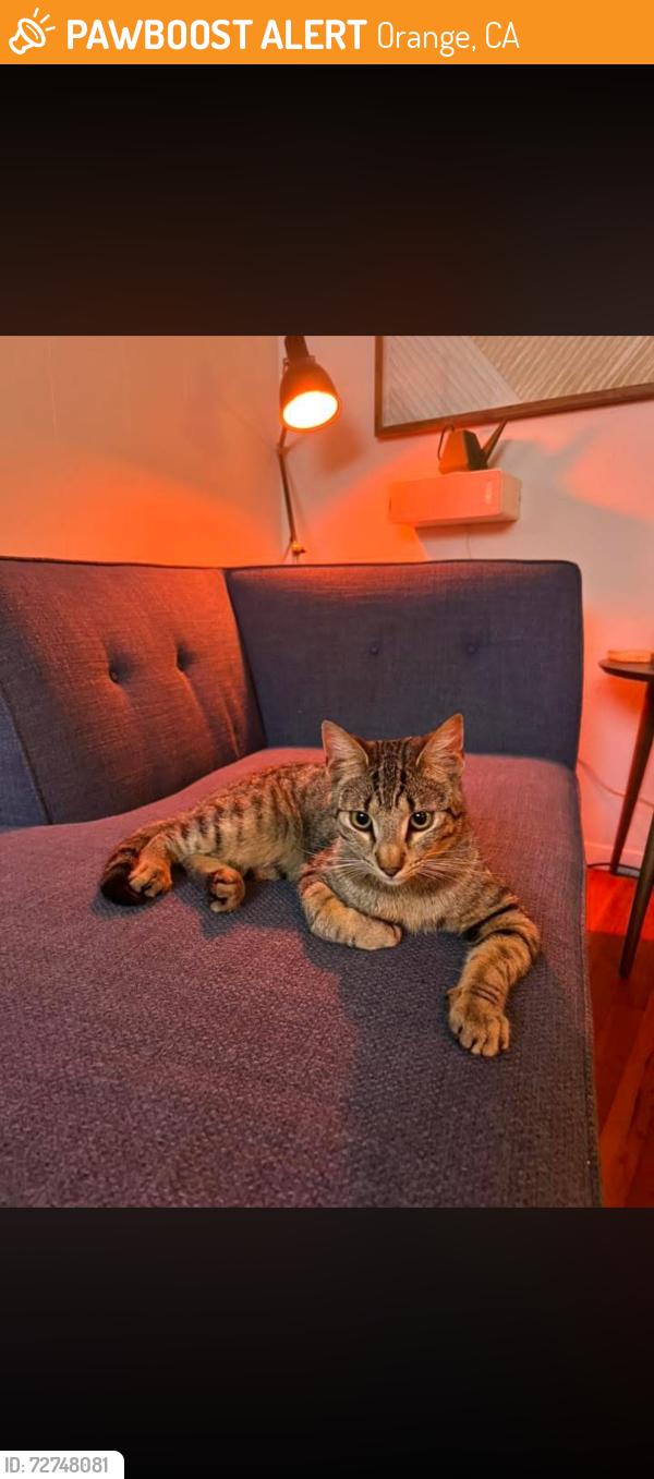 Found/Stray Male Cat last seen Meats ave and cambridge st, Orange, CA 92865