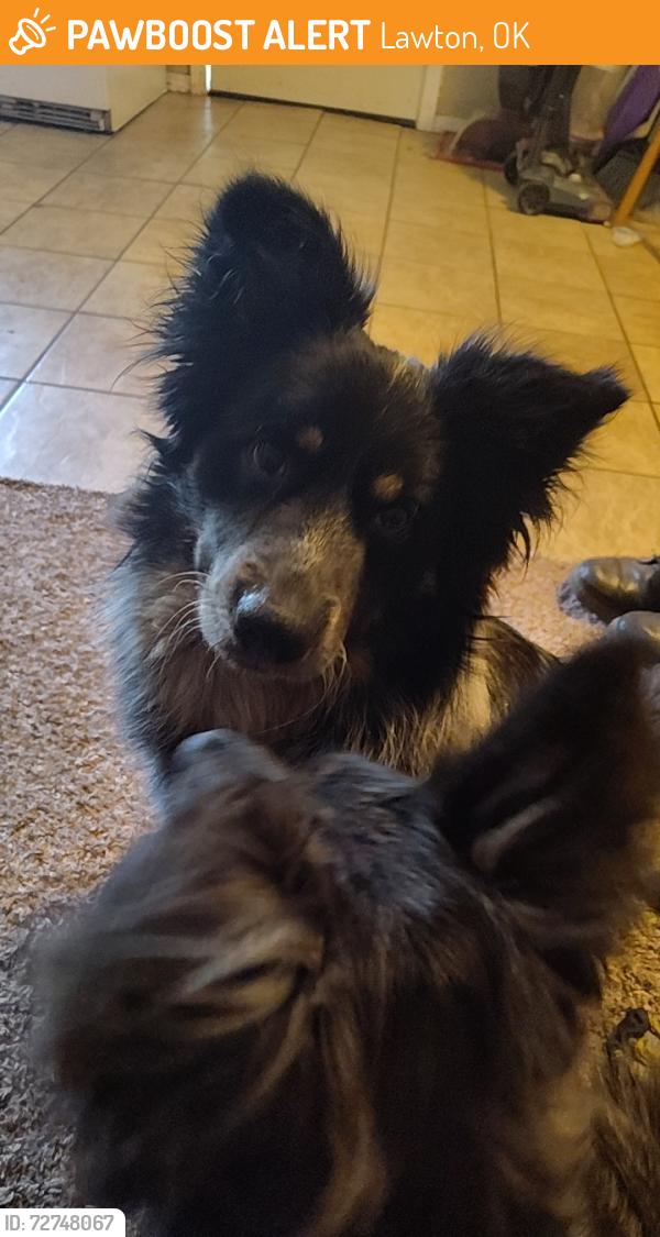 Found/Stray Male Dog last seen J ave & 25th St, Lawton, OK 73505