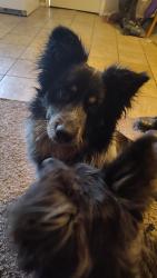 Found/Stray Male Dog last seen J ave & 25th St, Lawton, OK 73505
