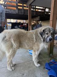 Found/Stray Male Dog last seen 17th St, Spokane, WA 99203
