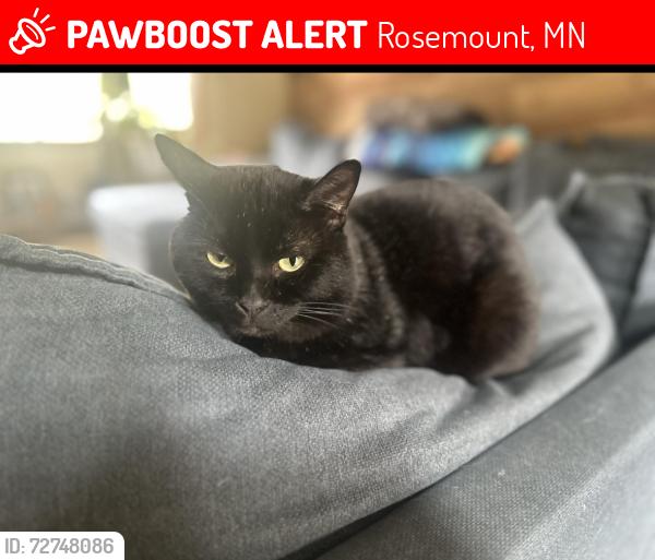 Lost Male Cat last seen Finch & lower 161st, Rosemount, MN 55068