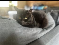Lost Male Cat last seen Finch & lower 161st, Rosemount, MN 55068