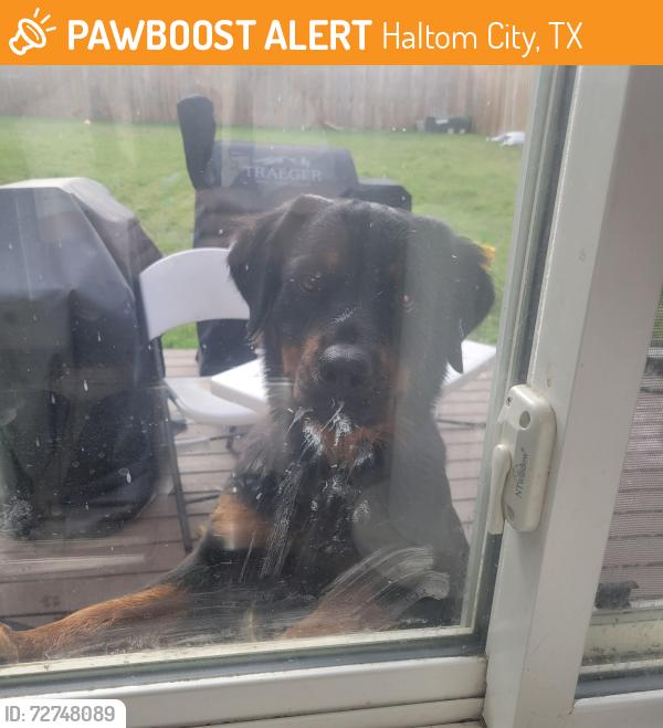 Found/Stray Unknown Dog last seen Browning blvd and dunson drive, Haltom City, TX 76148