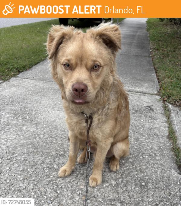 Found/Stray Male Dog last seen Texas Avenue and Rose Boulevard, Orlando, FL 32839