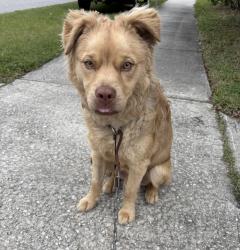 Found/Stray Male Dog last seen Texas Avenue and Rose Boulevard, Orlando, FL 32839