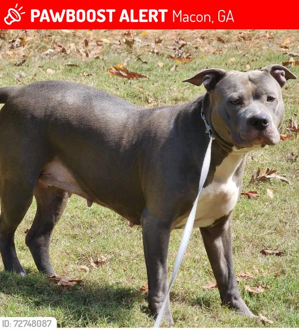 Lost Female Dog last seen Houston ave, Macon, GA 31206