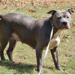 Lost Female Dog last seen Houston ave, Macon, GA 31206